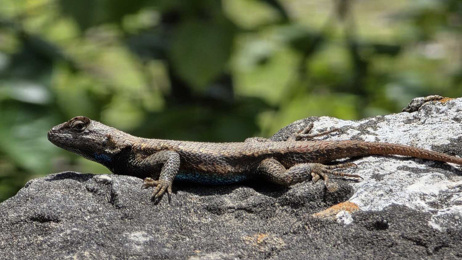 A blue-bellied fence lizard basking on a sun-warmed limestone rock at the cabins