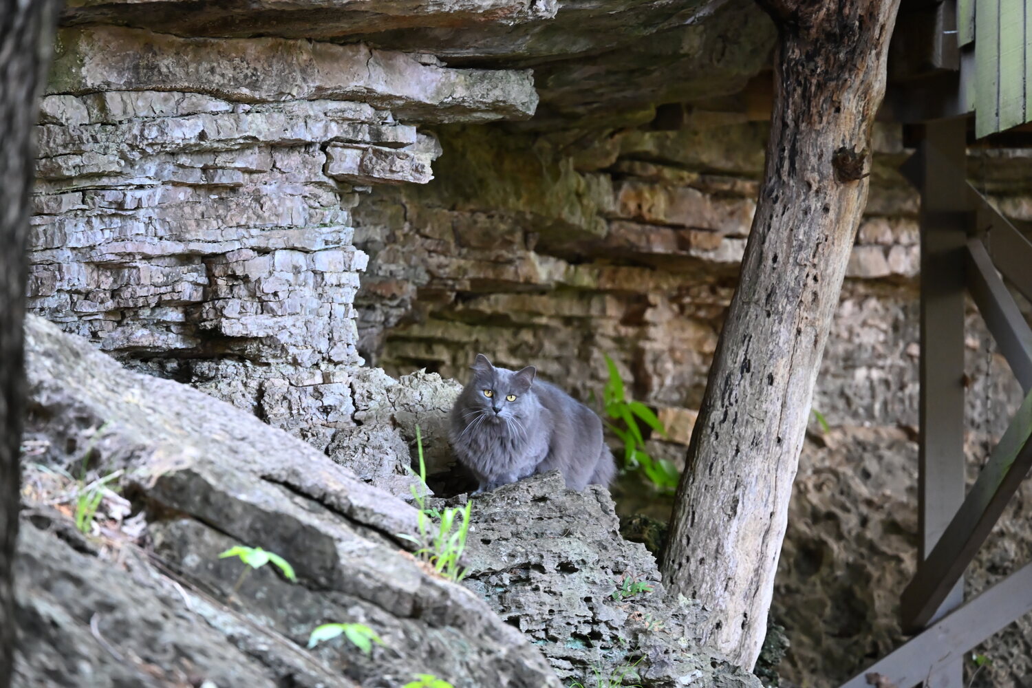 A groundhog sheltering beneath the layered limestone bluff overhang