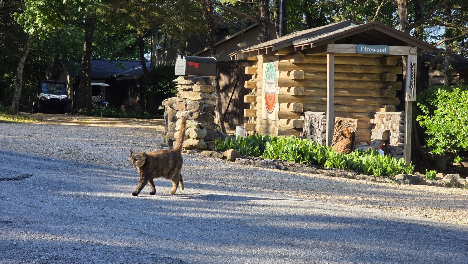 A resident cat strolling the gravel lane past the cabins on a summer morning