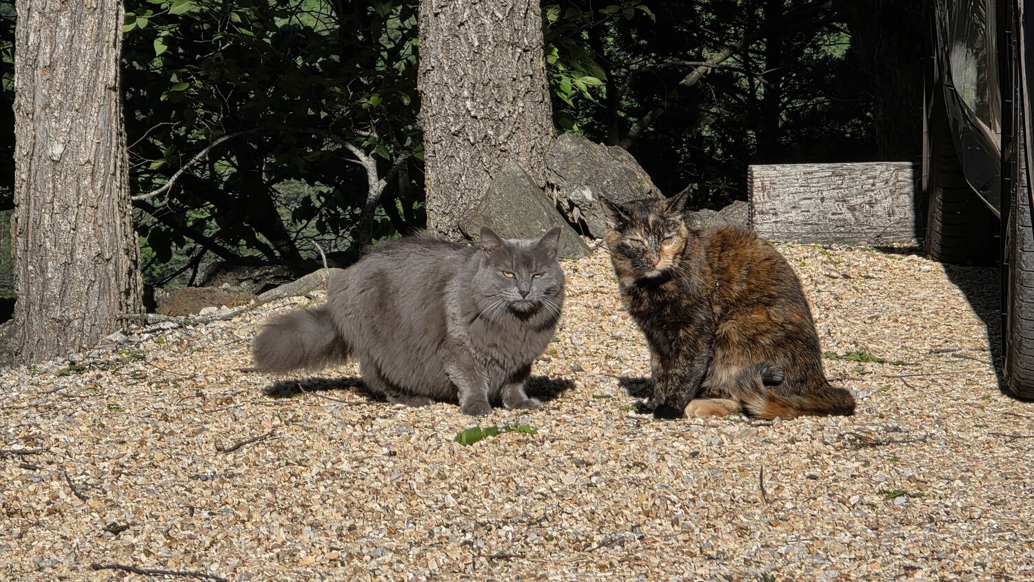Two resident cats, one grey and one tortoiseshell, sitting together on the gravel beneath the trees